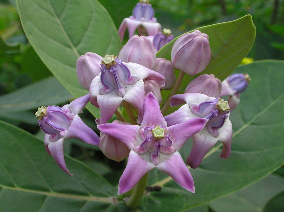 Erukkam Flower /Arka flower Main Image